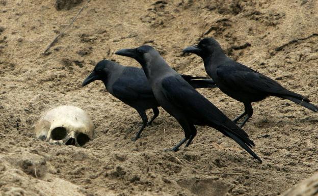 Varios cuervos se reúnen alrededor de una calavera.