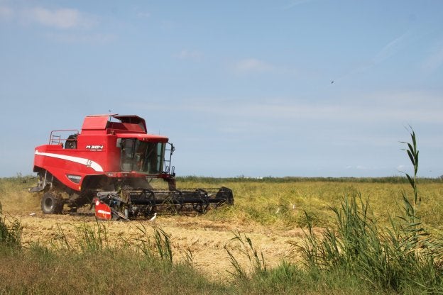 Una de las cosechadoras durante la siega de arroz de hace varios años en la marjal de Pego.