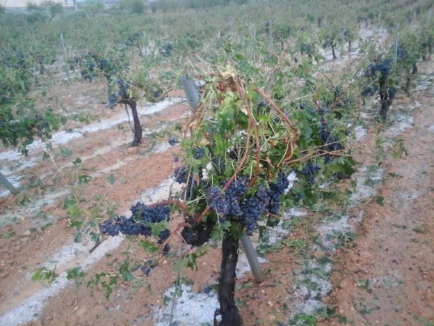 Uno de los campos afectados por el pedrisco en la comarca de Utiel-Requena.