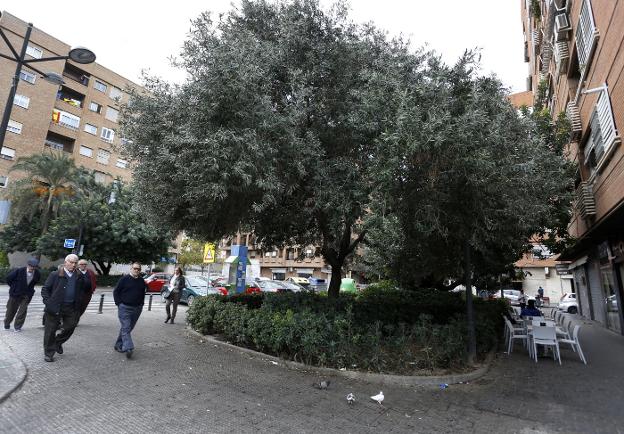 Los olivos, entre Primero de Mayo y la calle Carteros. / jesús signes