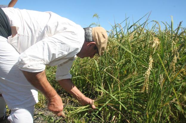 Un agricultor siega a mano en la Marjal, durante una demostración en las Jornadas del Arroz. / B.O.