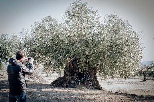 Uno de los magníficos olivos milenarios de la zona. / Oscar Adell