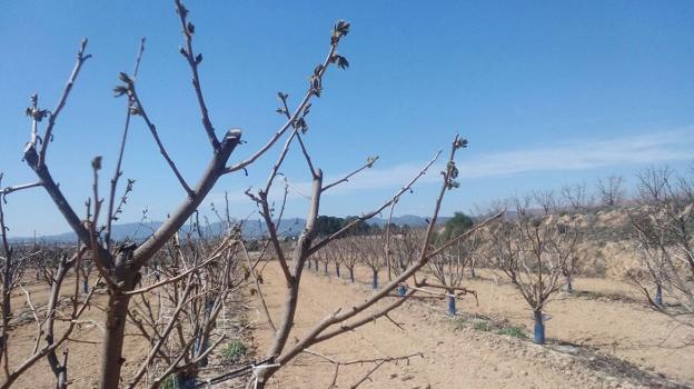 Daños en un campo de la Vall d'Albaida. / lp