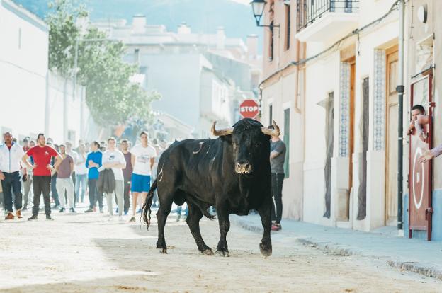 El toro de Domínguez Camacho, en las calles de Benifairó el año pasado. / j. m. artero