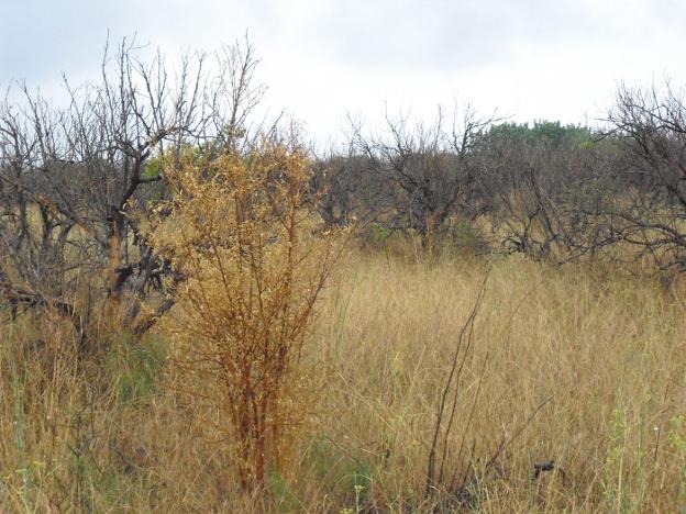 Campo de naranjos en Camp de Turia que dejó de cultivarse hace años, plagado de maleza y con los árboles muertos. / V. lladró