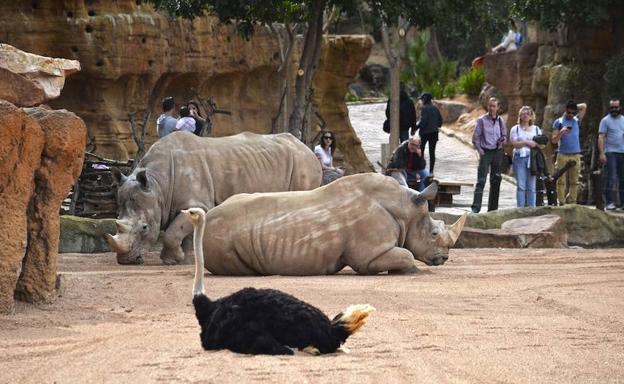 Bioparc Valencia propone en Semana Santa dar los 'buenos días' a jirafas y las 'buenas noches' a hipopótamos