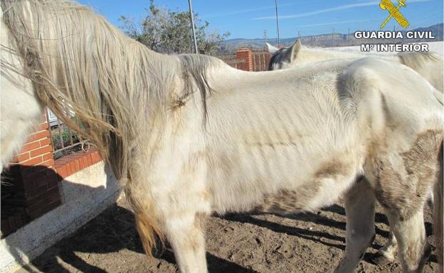 Investigan el abandono de siete caballos desnutridos y que vivían entre basura en Mutxamel