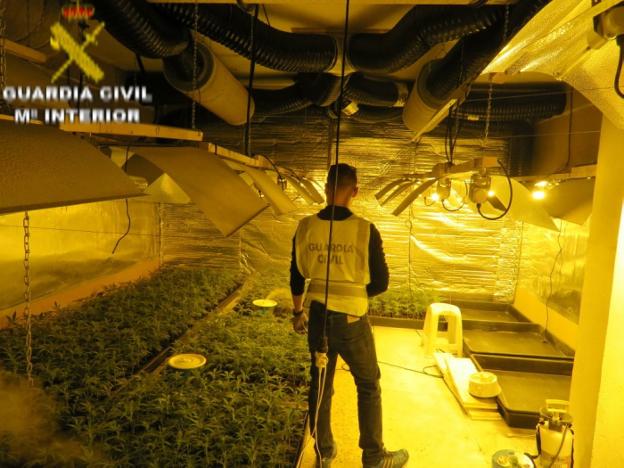 Plantaciones intervenidas en los registros. / lp