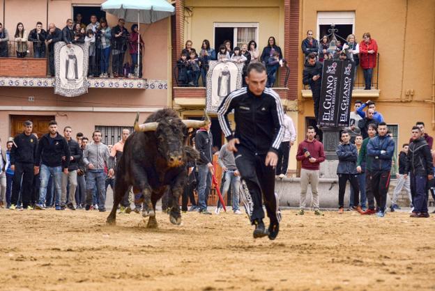 Imponente el trapío del toro de El Pilar en la Vall d'Uixó, con las calles repleta de aficionados. / torodigital