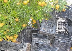 Cajas vacías amontonadas en un campo de naranjas. / Ava-Asaja/