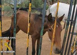 Abandona a seis caballos y los deja sin comer en una parcela en Montserrat