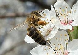 Una abeja procesa el polen de una flor. / GETTY/