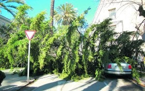 La caída de árboles centenarios en Algemesí provocó daños en vehículos estacionados. ::
JUAN PENADÉS/