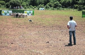 El público observa cómo uno de los perros participantes guía a un grupo de obejas . :: LP/