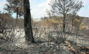 El entorno de la urbanización Montecorona de Ador prácticamente ha quedado reducido a cenizas. ::
JUANTXO RIBES/