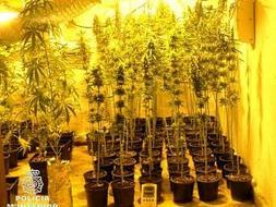 Algunas de las plantas intervenidas. / LP/