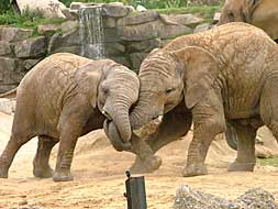 ‘Jambo’ y ‘Kito’, en el zoo de Colchester (Inglaterra) antes de su traslado al Bioparc de Valencia. El elefante de la izquierda será el primero en llegar./