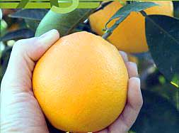 Navelate, la mejor naranja