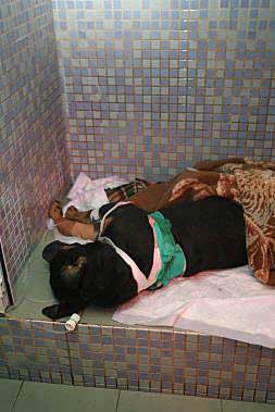 El rottweiler abatido a disparos, en una clínica veterinaria de Valencia./