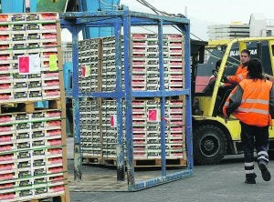Operaciones de estiba de cargamentos de cítricos en el puerto de Castellón. /PAU BELLIDO/