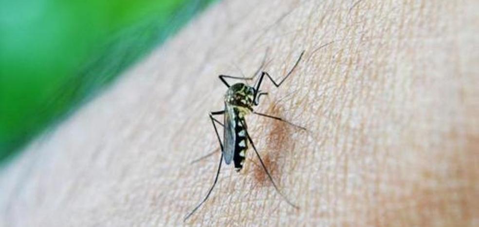 Los remedios caseros más eficaces para repeler a los mosquitos