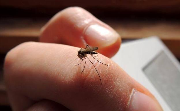 ¿Por qué me pican tanto los mosquitos?