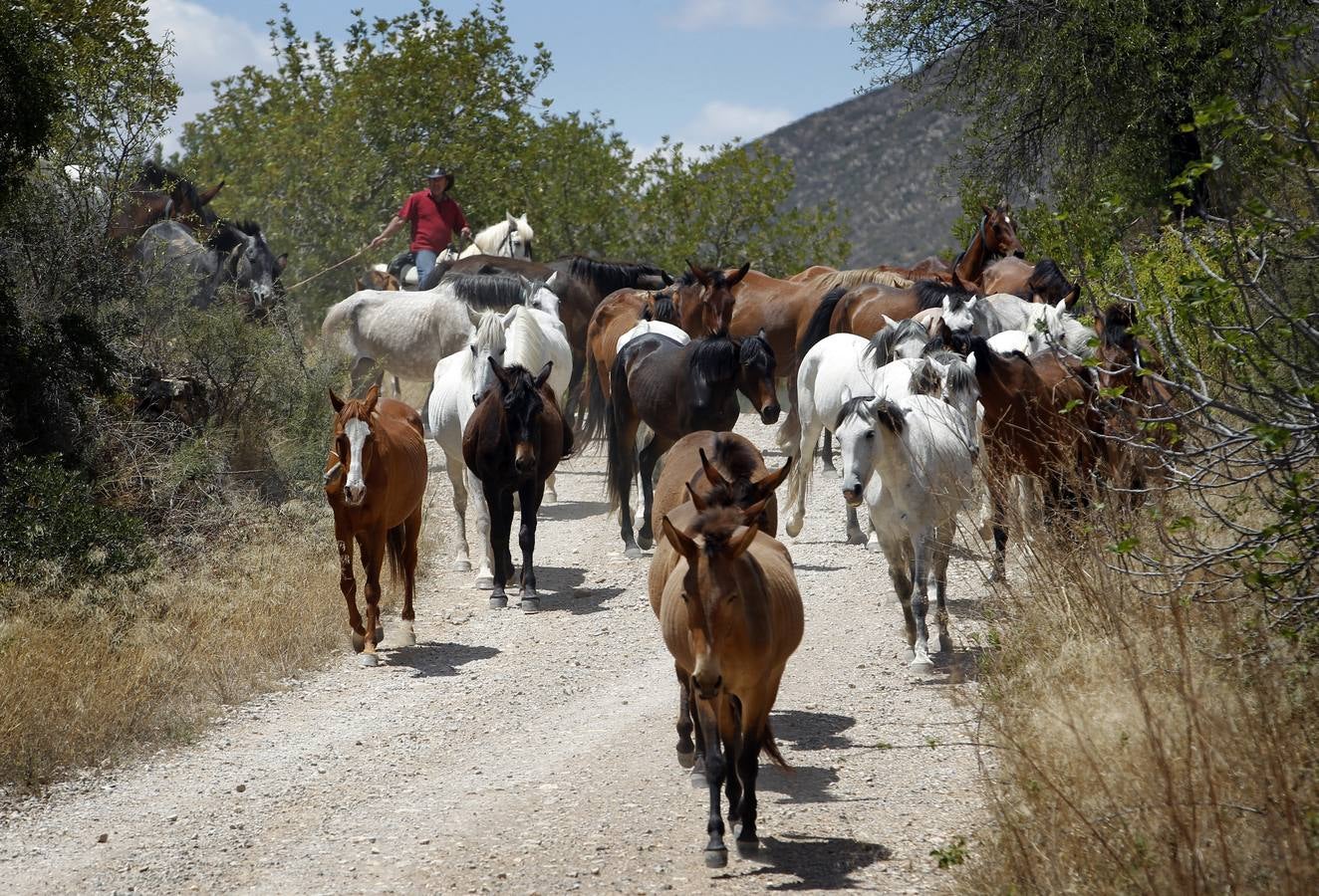 Trashumancia de caballos en Losa del Obispo