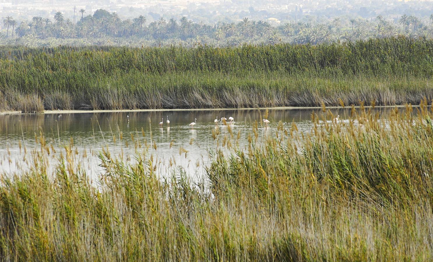 Parque Natural de El Hondo en Elche