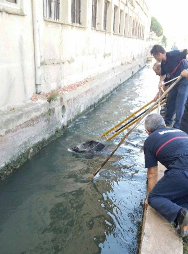 Complicado rescate de un jabalí caído en una acequia en Godella