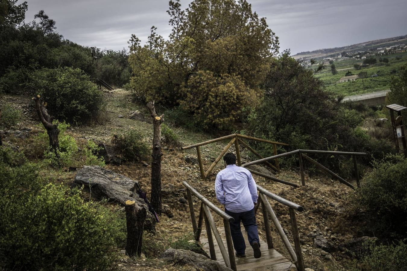 El Consell deja fuera a La Pilarica de las medidas para frenar el 'tomicus'