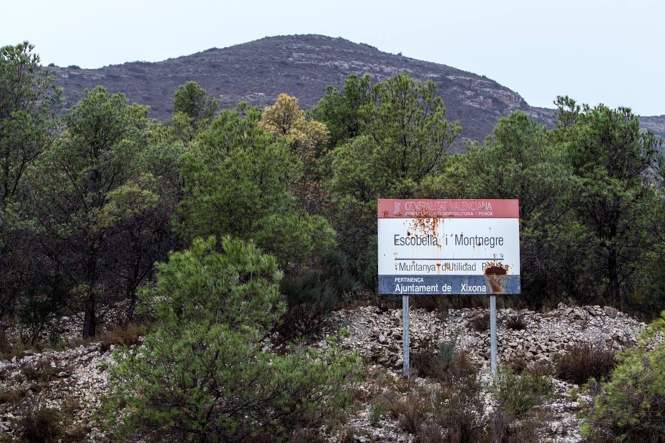 Pinos enfermos y secos en Monnegre