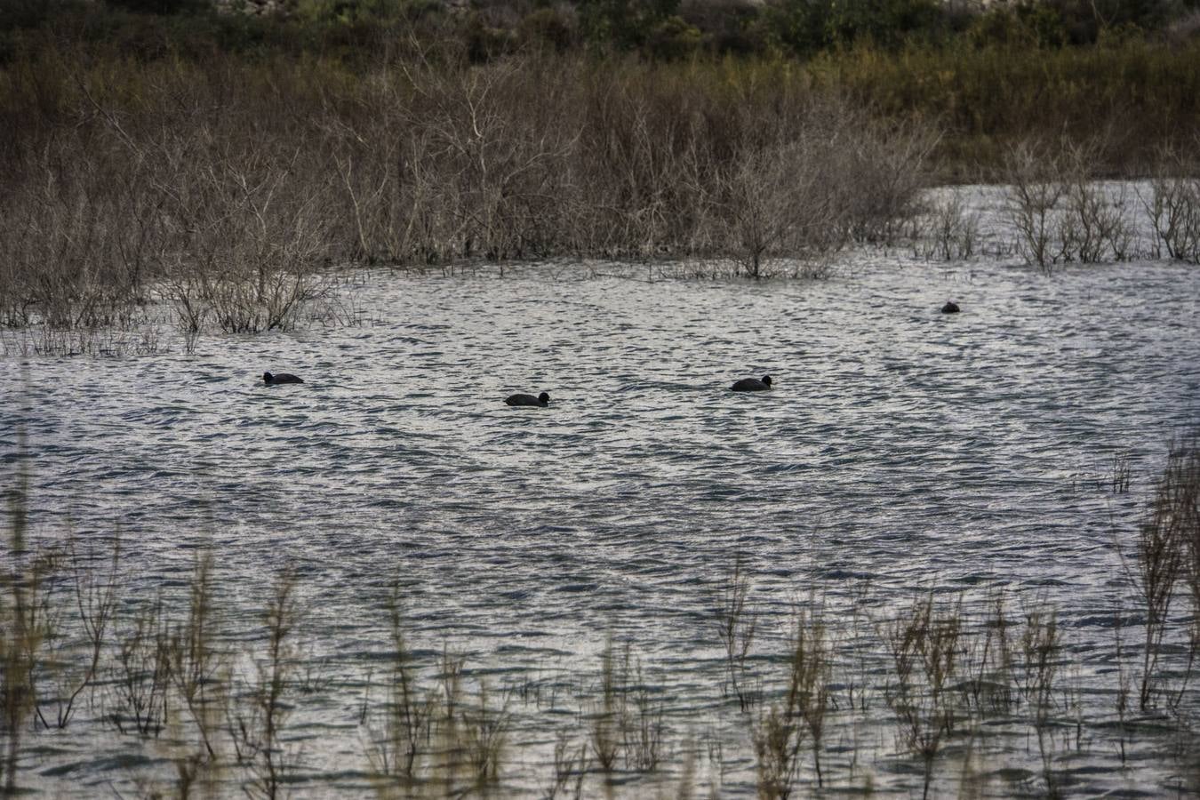 Embalse de la Pedrera de Orihuela