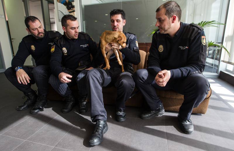 Policías pagan una operación a un perro maltratado en Alicante para que no quede cojo