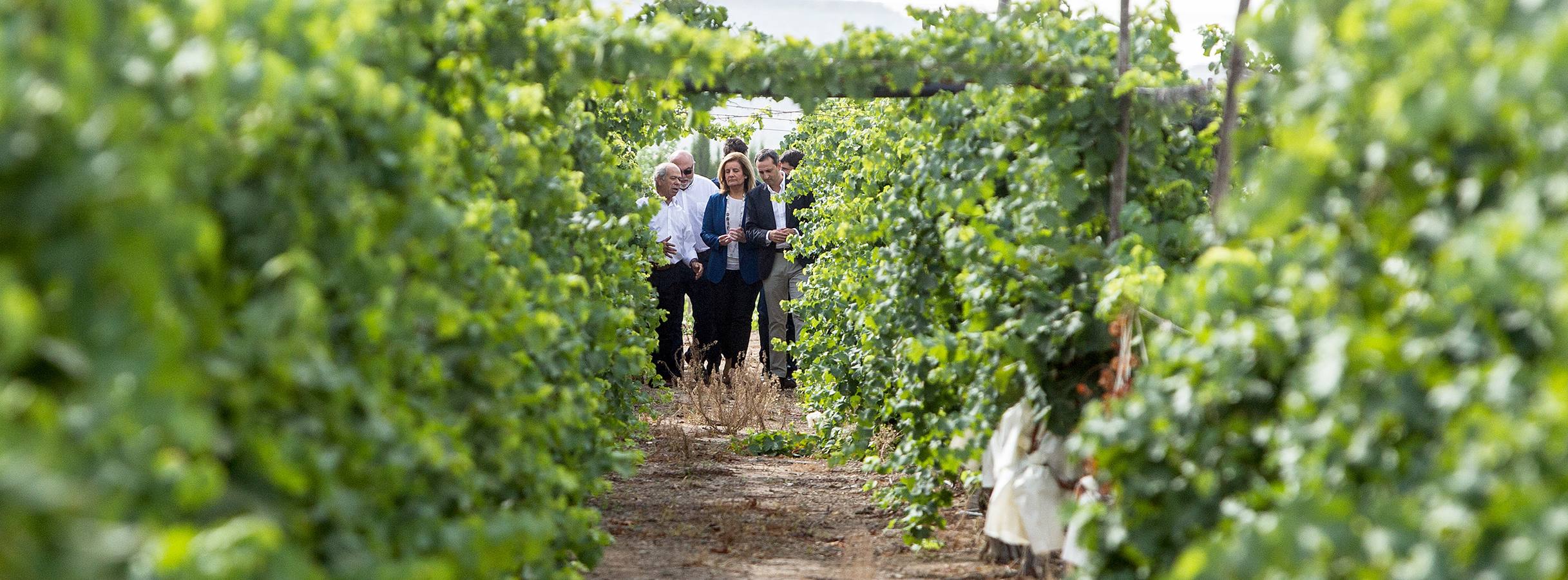 Primer corte de la uva de mesa del Vinalopó