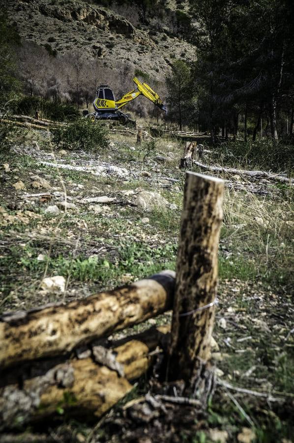 Un escavadora astillará todos los árboles arrasados por el tomicus