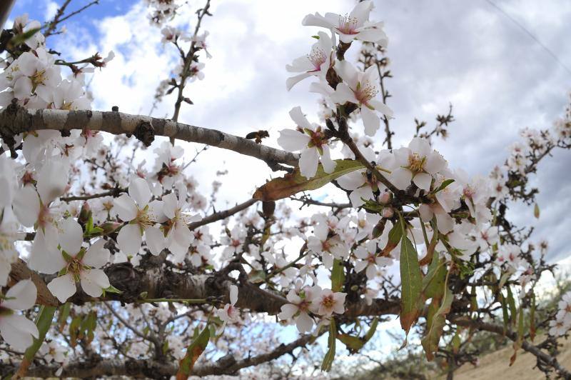 El cálido y seco invierno hace peligrar diez millones de kilos de almendras