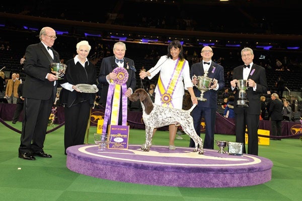 Los mejores perros del mundo en el Westminster Kennel Club