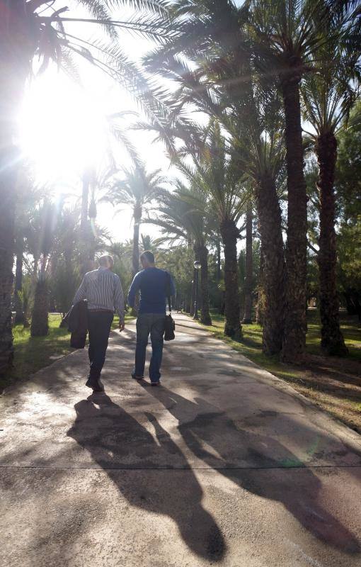 Un tratamiento a tres bandas frena el avance del picudo rojo en el palmeral