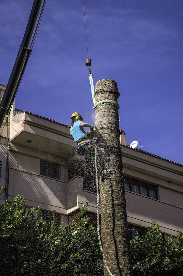 Infraestructuras retira las palmeras muertas de parques y jardines públicos