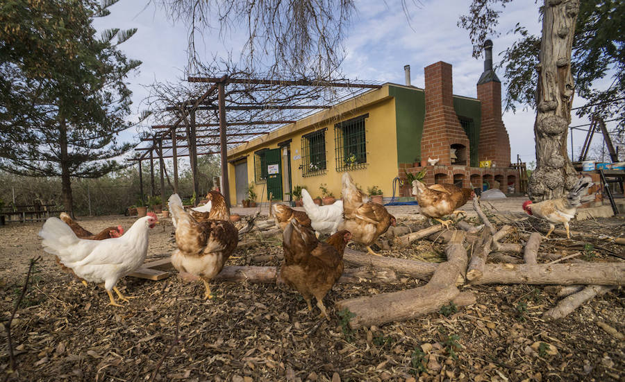 Gallinas en busca de padrinos