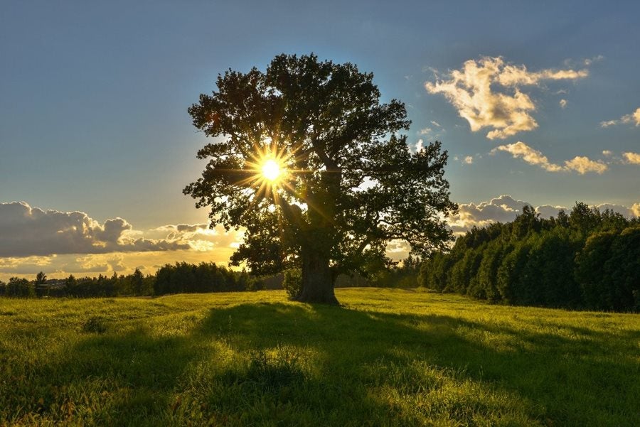 La Eurovisión de los bosques