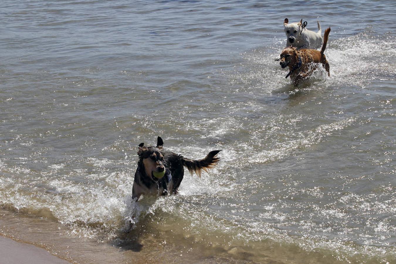 Fotos de la playa de perros en Pinedo