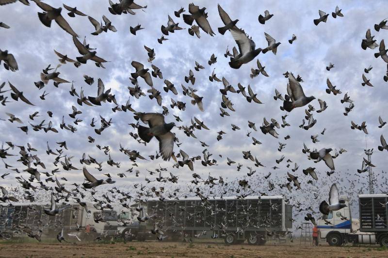 Suelta de 58.000 palomas en Albuixech rumbo a Portugal