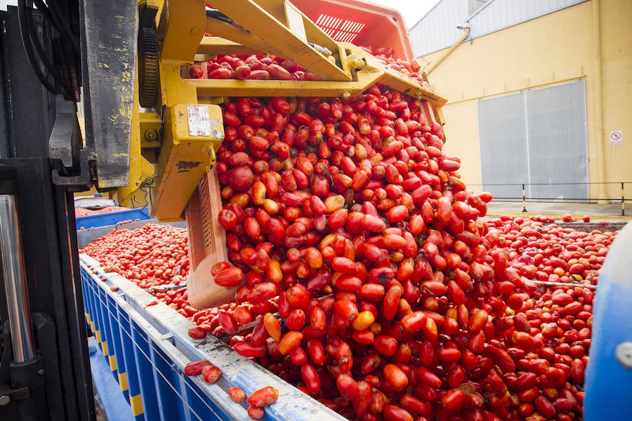 Fotos de los kilos de tomates para la 'Tomatina de Buñol' 2016