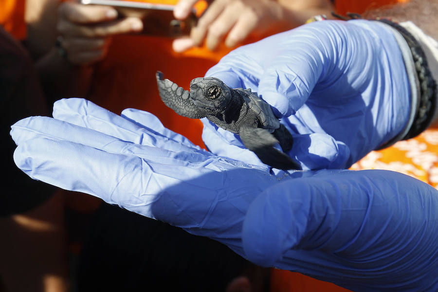 Fotos del nacimiento de las tortugas boba en Valencia