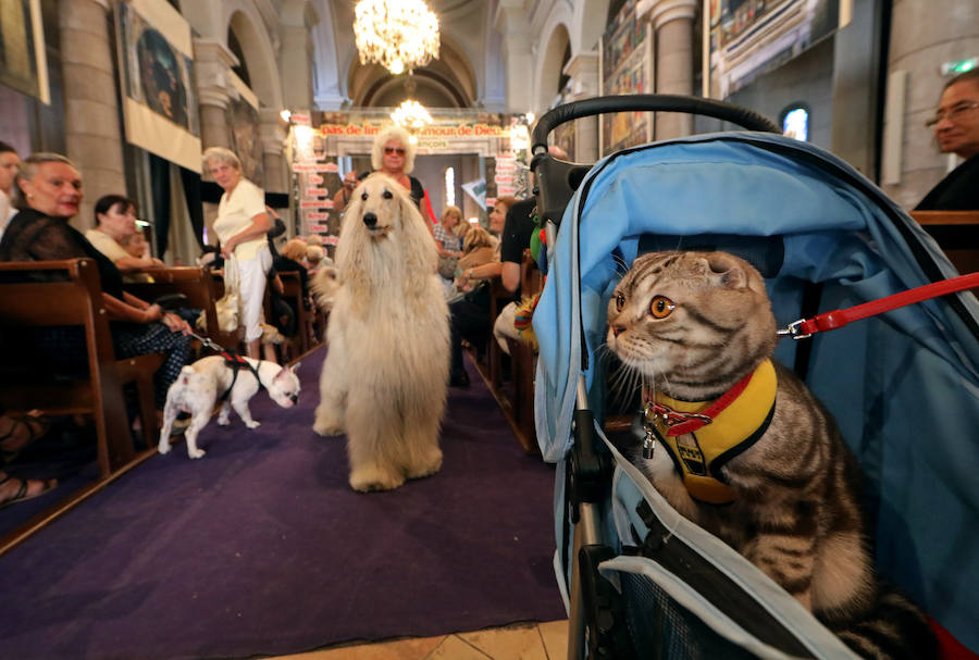 Pintoresca bendición de animales en una iglesia de Niza