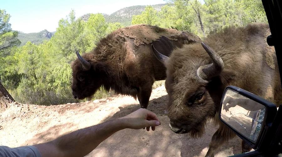 Imágenes de los bisontes de Valdeserrillas