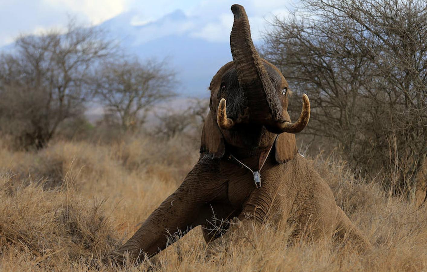 Fotos de la dificil intervención de un elefante en la selva