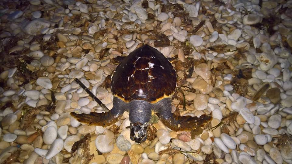 Fotos de los animales aparecidos muertos en la costa de Dénia tras el temporal