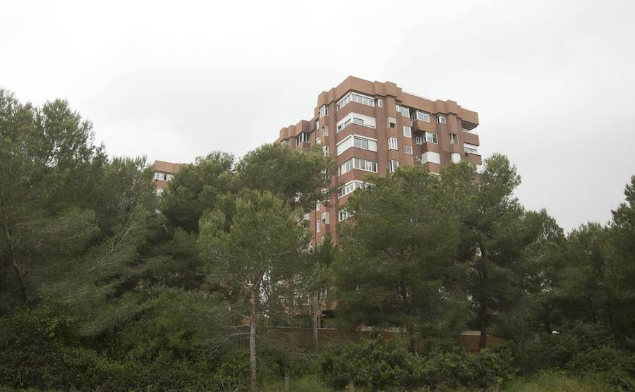 Fotos de la masa forestal en El Saler